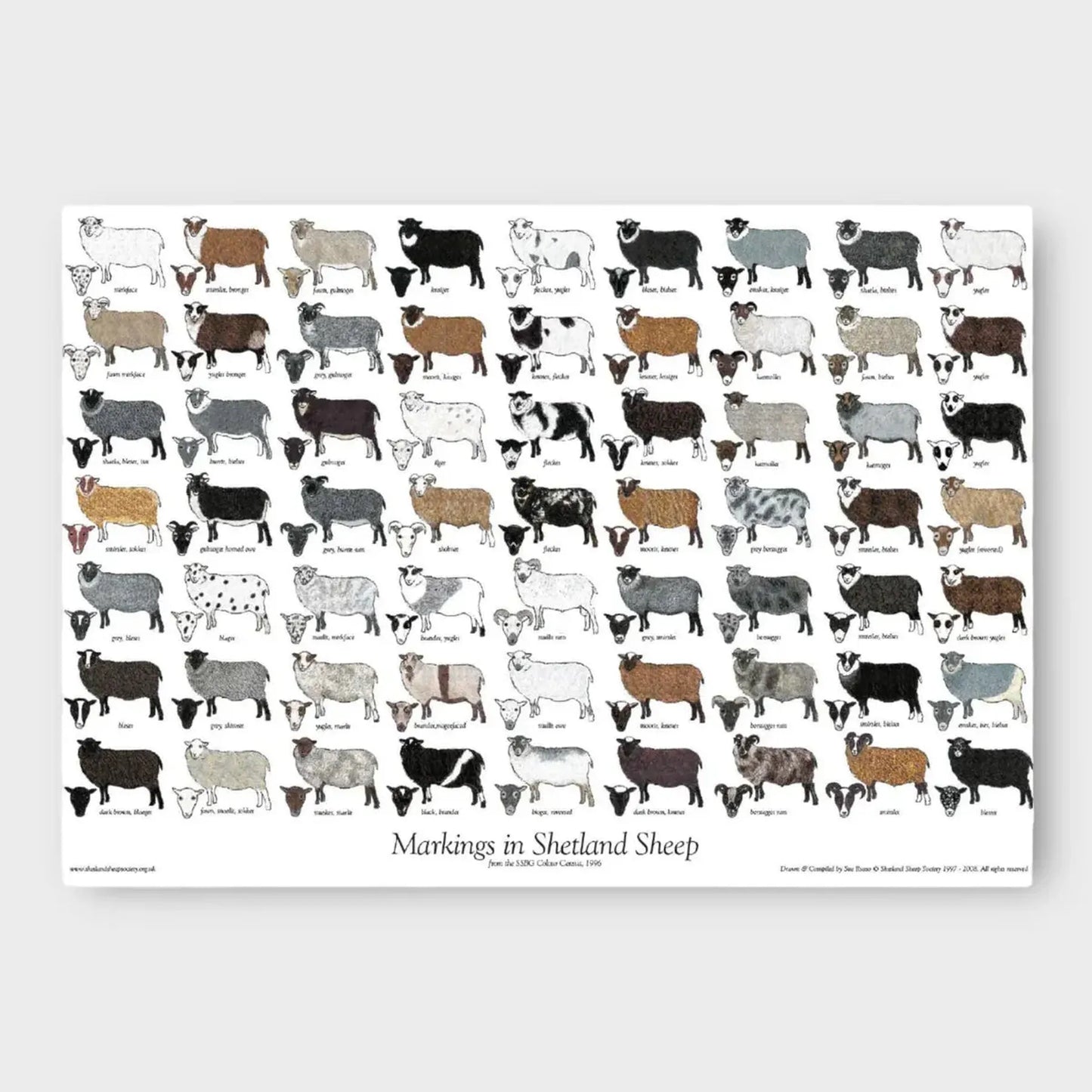 Sheep Colour and Markings Poster by The Shetland Sheep Society