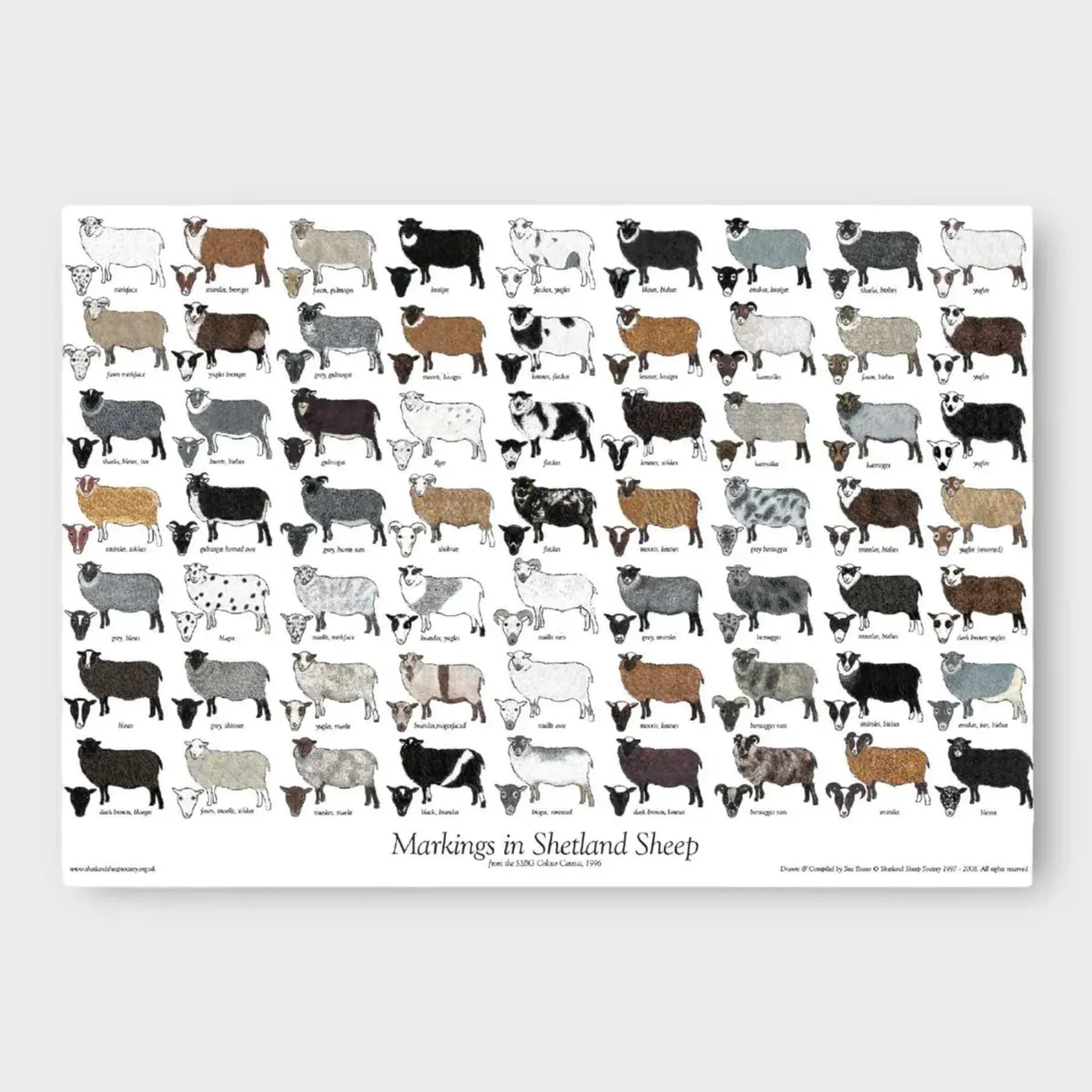 Sheep Colour and Markings Poster by The Shetland Sheep Society