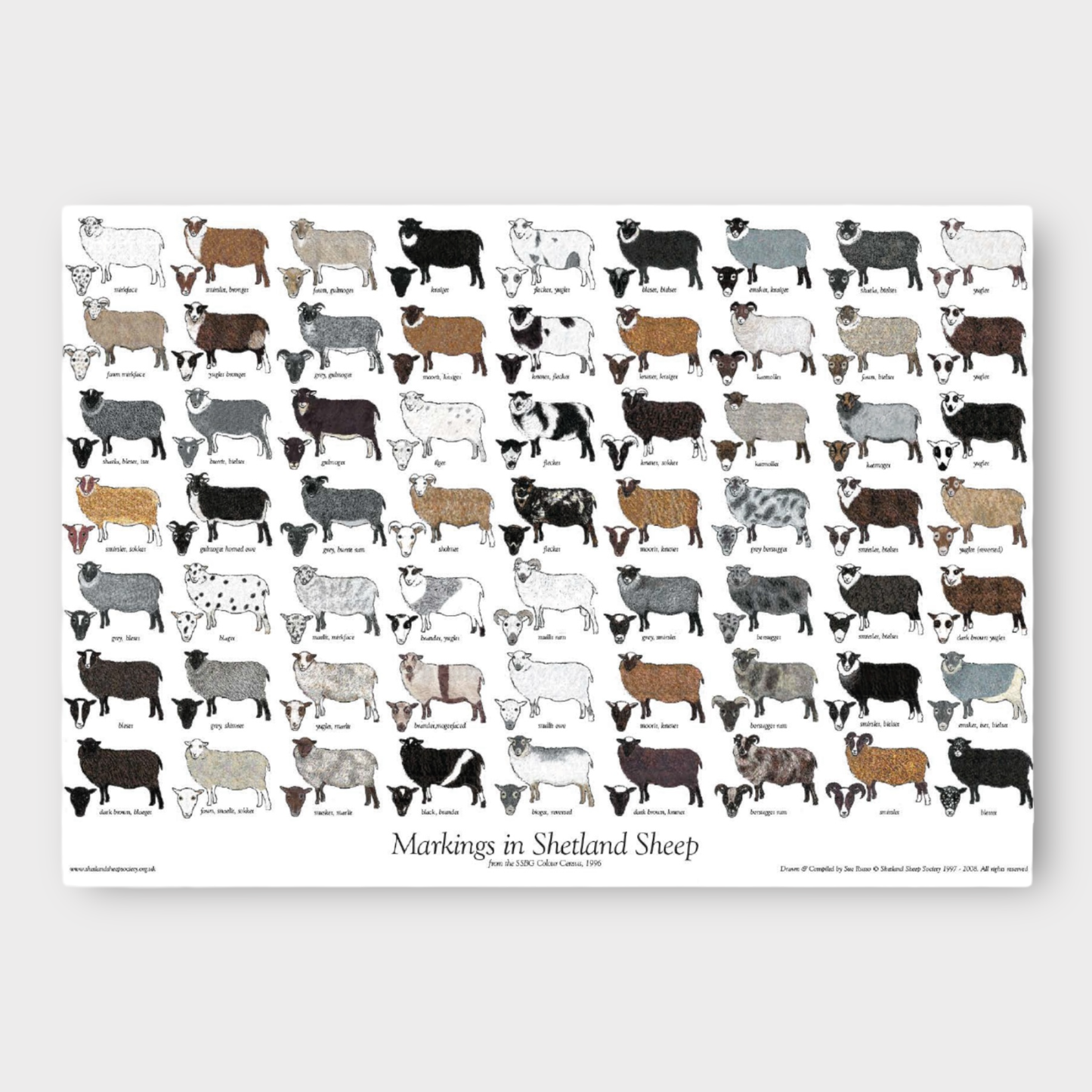 Shetland Sheep Colour and Markings Poster showing 63 sheep illustrations.