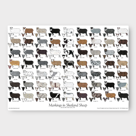 Shetland Sheep Colour and Markings Poster showing 63 sheep illustrations.